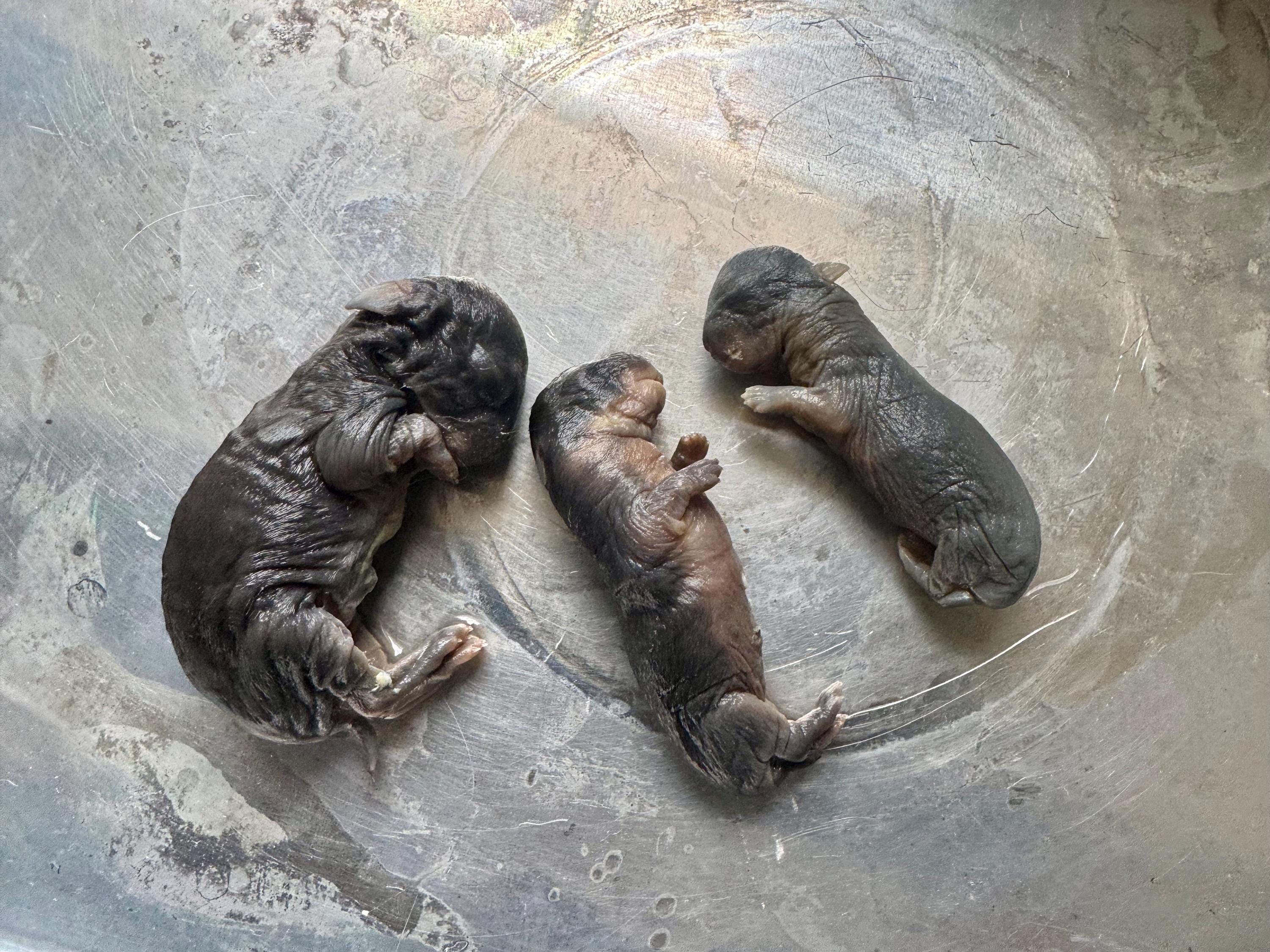 Make Rabbit Specimen Baby Rabbit Wet Specimens- SOLD SEPARATELY - Etsy
