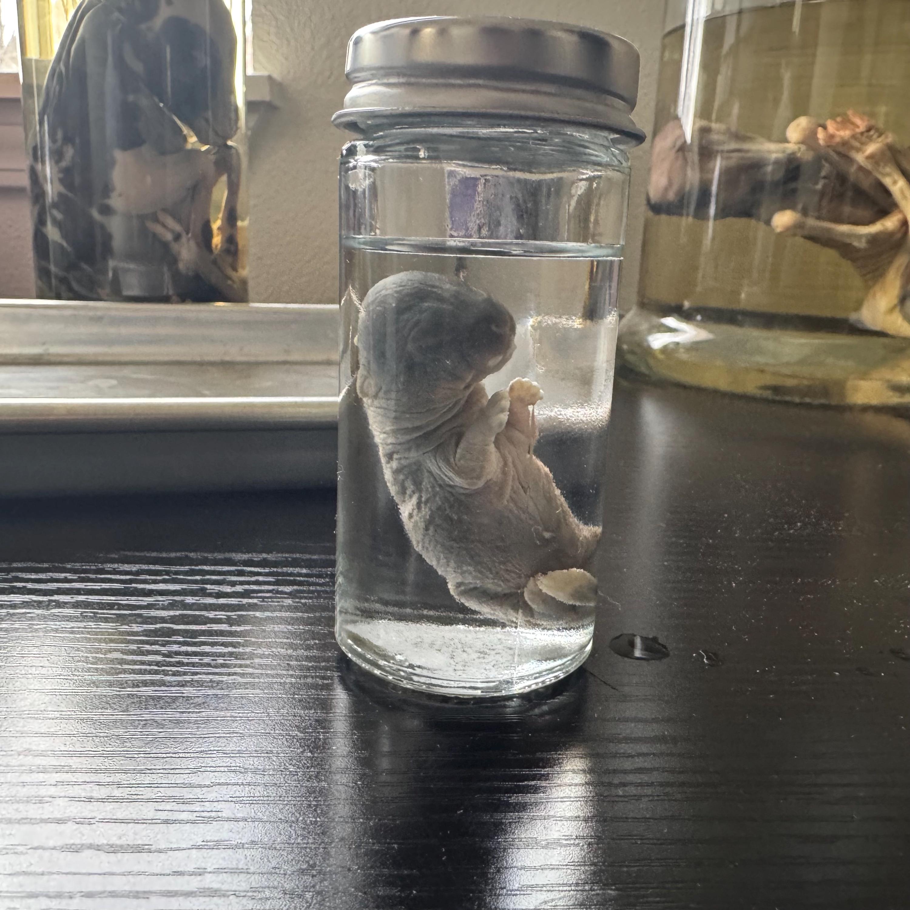 Make Rabbit Specimen Baby Rabbit Wet Specimens- SOLD SEPARATELY - Etsy