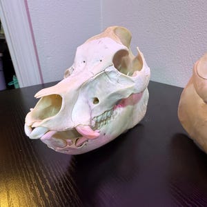 Kune Kune-SALE