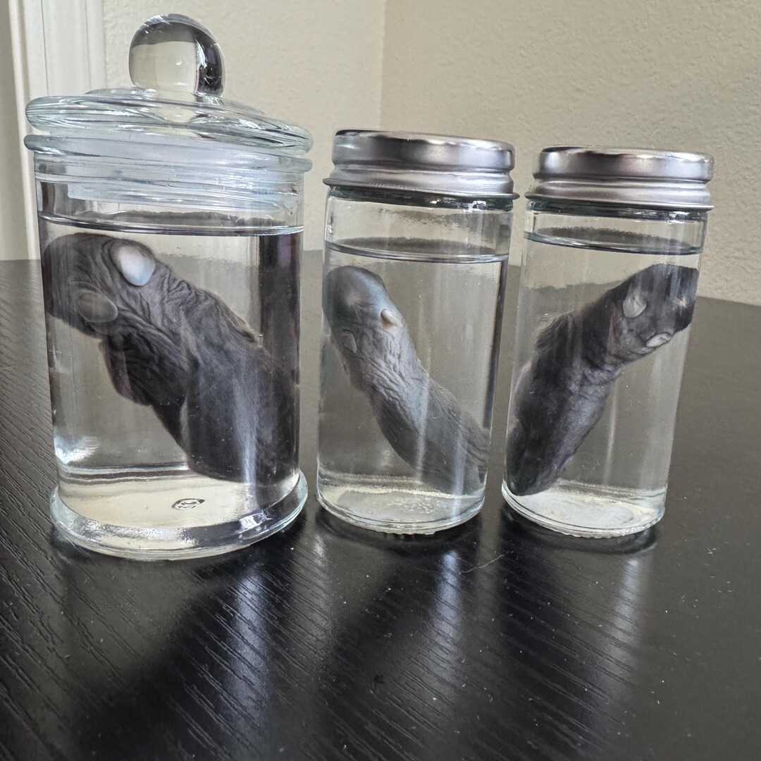 Make Rabbit Specimen Baby Rabbit Wet Specimens- SOLD SEPARATELY - Etsy