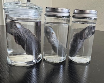 May include: Three glass jars with silver lids containing preserved animal parts in a clear liquid. The jars are on a dark wooden surface.