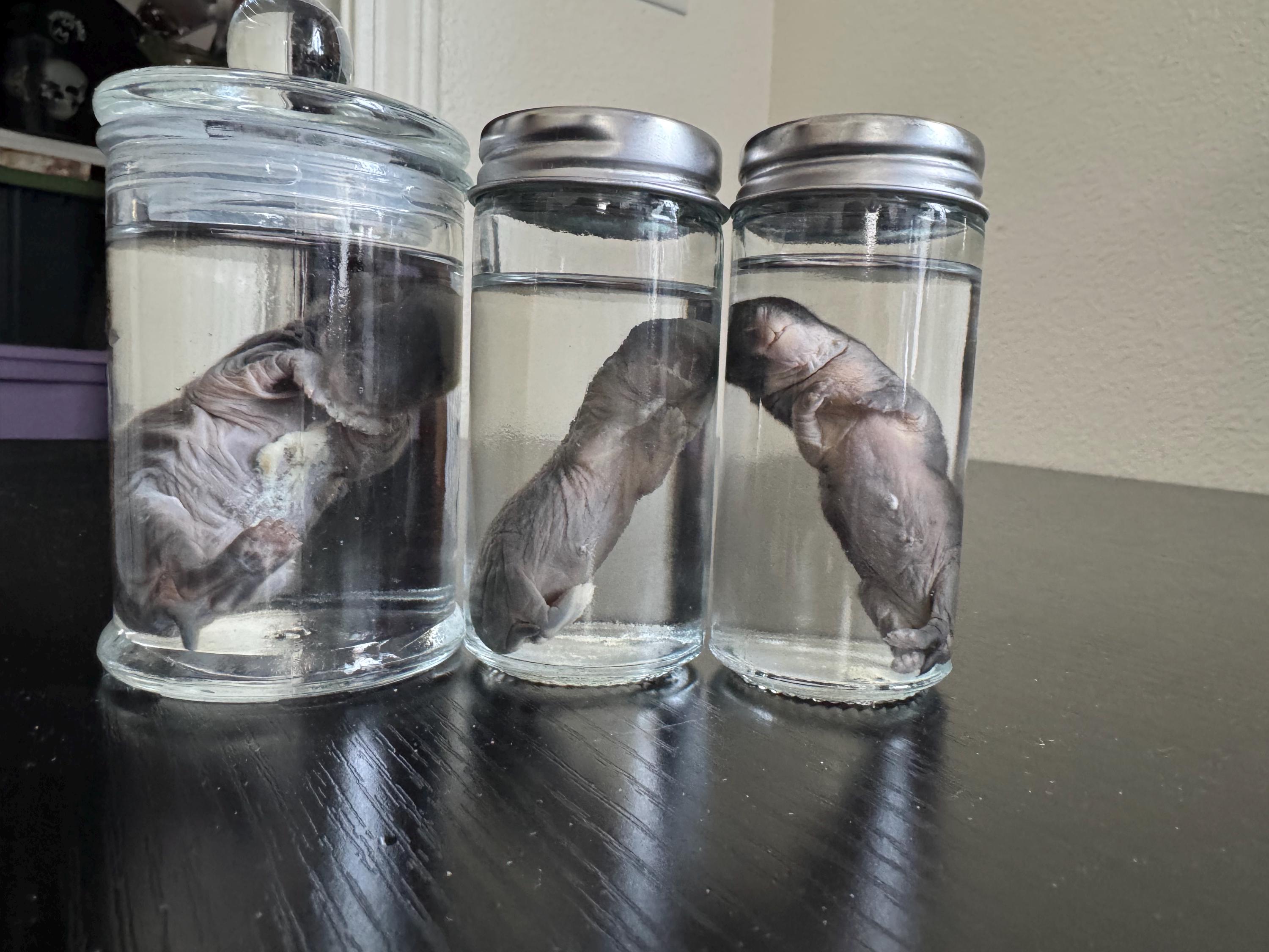 Make Rabbit Specimen Baby Rabbit Wet Specimens- SOLD SEPARATELY - Etsy