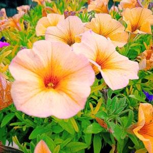 May include: Close-up of vibrant peach-colored petunia flowers with yellow centers and green foliage. The petals have delicate veining, and the flowers are in full bloom, creating a colorful floral display. The image is well-lit, highlighting the textures.