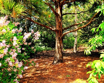 Tree and Flowers, Plants, Bright, Sunny, Photograph, Digital Download