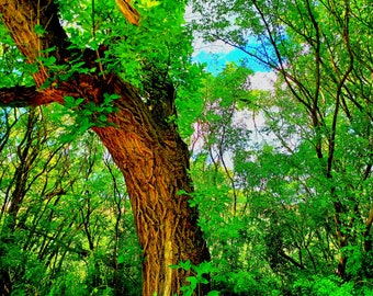 Trees, Forest, Nature, Scenery, Photograph, Wall Art, Digital Download