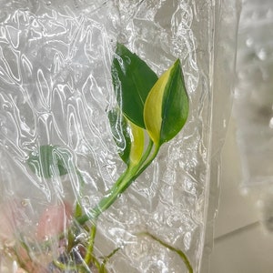 Epipremnum Amplissimum Tissue culture