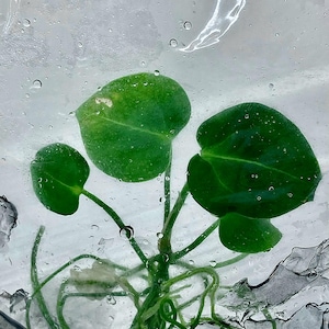 May include: A close-up shot of a small plant with bright green, round leaves. The plant has thin, green stems and is surrounded by a clear, wet surface with water droplets. The plant appears to be in a clear container.
