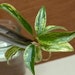 see more listings in the Philodendron section