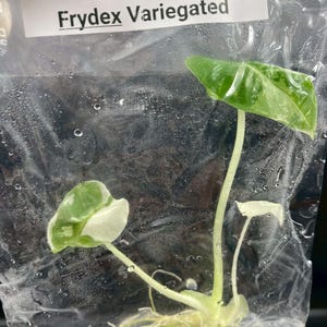 May include: An Alocasia Frydex Variegated plant cutting with two green and white variegated leaves and visible roots, sealed inside a clear plastic bag with condensation. A white label at the top displays the text Alocasia Frydex Variegated.