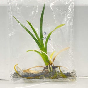 Grammatophyllum Speciosum -Tissue Cultured Orchid