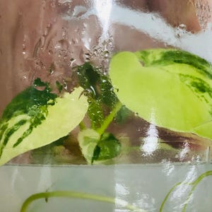 Philodendron Goeldii Variegated -Tissue Culture Plants