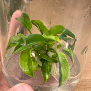 Philodendron Florida beauty variegated-Plant Tissue culture