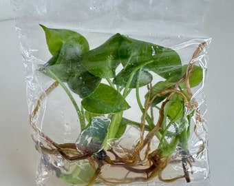 Monstera Deliciosa (Tissue culture)