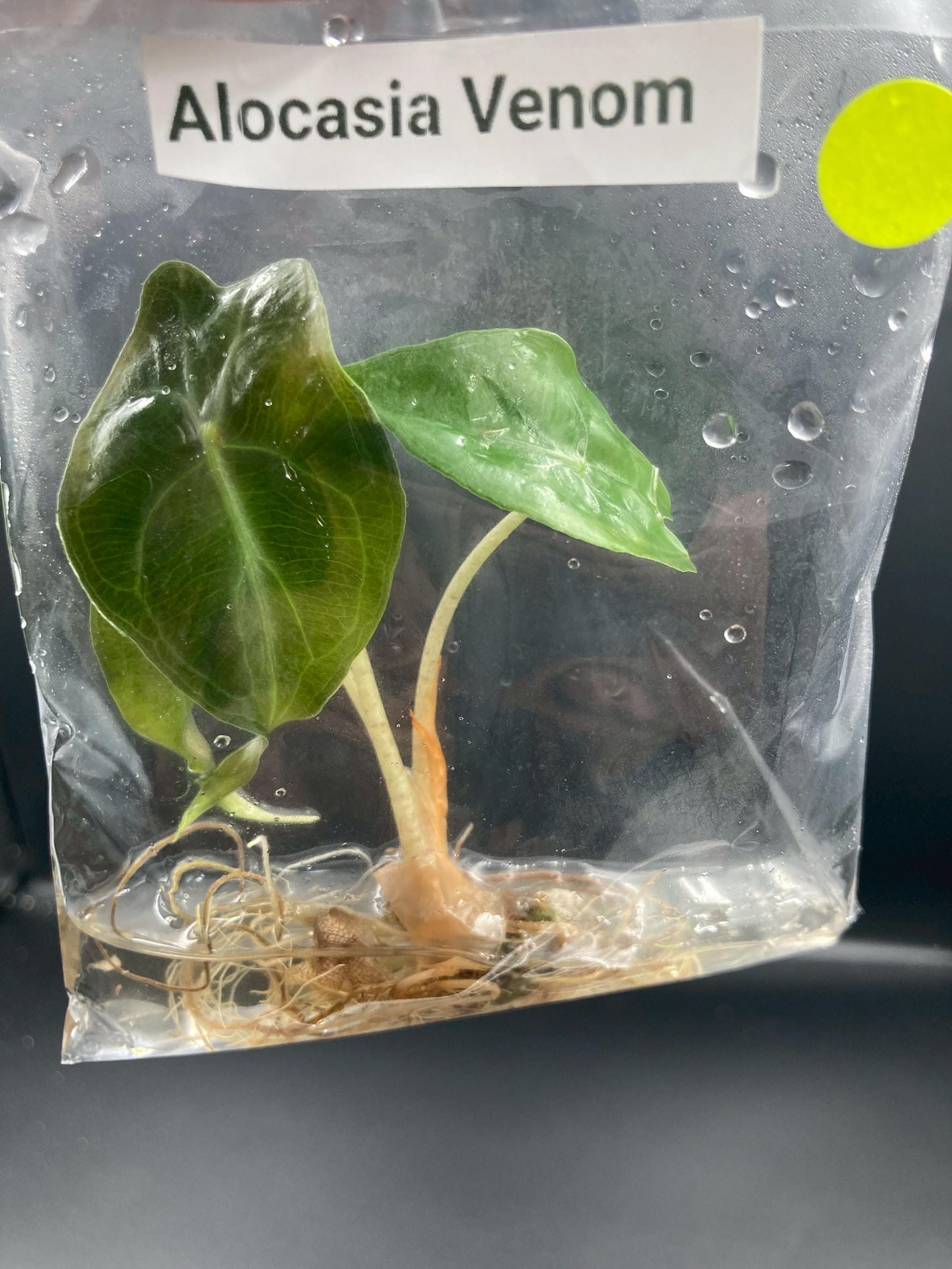 VIVIZ ポラロイド オムジ US Seller. 1 Alocasia Venom Corm. - Etsy