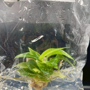May include: A small Philodendron Ring of Fire Variegated plant with green and yellow variegated leaves inside a clear plastic bag. The bag has condensation on the interior and a white label at the top with the text Philodendron Ring of Fire Variegated.