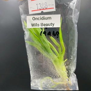 May include: A clear plastic bag containing a small green Oncidium Wils Beauty orchid plantlet with visible roots and moisture droplets. A white label is attached to the bag with the text 1388, Oncidium, Wils Beauty, and the handwritten number 19469.