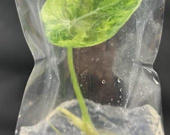 May include: A single variegated plant cutting with a heart-shaped leaf featuring shades of light green and yellow, attached to a thin stem and visible roots, all contained within a clear, sealed plastic bag filled with a moist, gel-like medium.