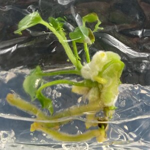 May include: A small green plant specimen with visible roots suspended in a clear, gelatinous nutrient medium inside a transparent plastic bag. The plant features several delicate stems and leaves, with the root system extending downward.