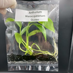May include: A small Anthurium Warocqueanum Queen plant seedling with bright green leaves and visible roots, contained within a clear, sealed plastic bag. A white rectangular label is attached to the bag with the text Anthurium Warocqueanum Queen.