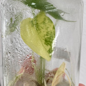 Alocasia Gageana Aurea Var -Plant tissue culture
