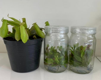 Nepenthes Tissue culture