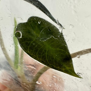 Alocasia Bambino green Tissue Culture Plants.