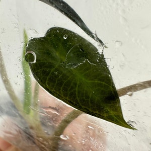 Alocasia Bambino green Tissue Culture Plants. Ship from Florida