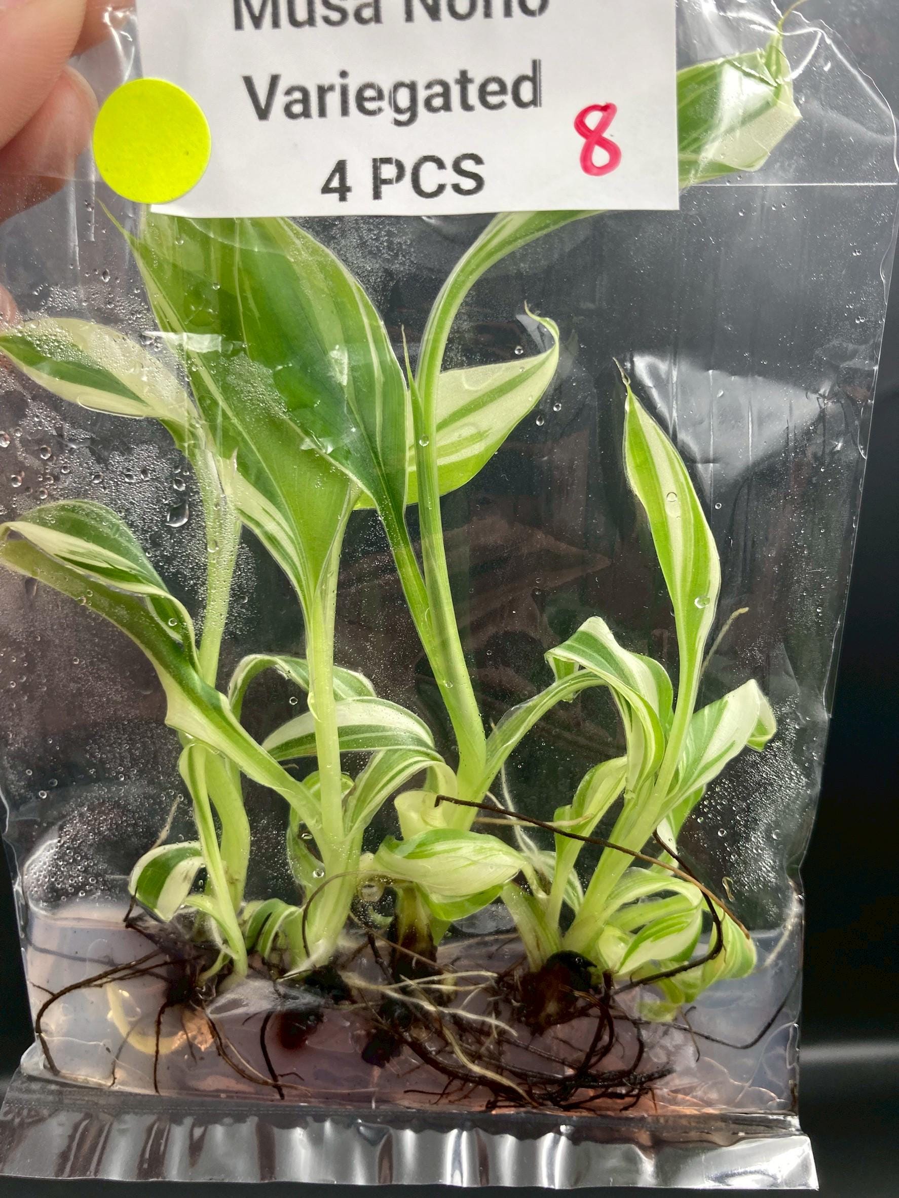 Musa SPP Okinawa Green , Nono , Florida Banana Variegated-plants