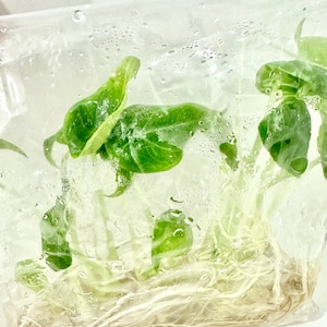 Alocasia Melo Tissue Culture Collection - 5 Healthy Green Beauties