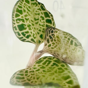 Anoectochilus Spp. Plants Tissue culture