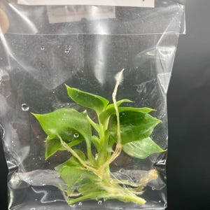 May include: A small, green Philodendron Billienum H. plant cutting in a clear plastic bag. The plant has several bright green leaves and visible roots. The bag has a white label with the plant's name and parentage: (Billietiae x Pastasanum).