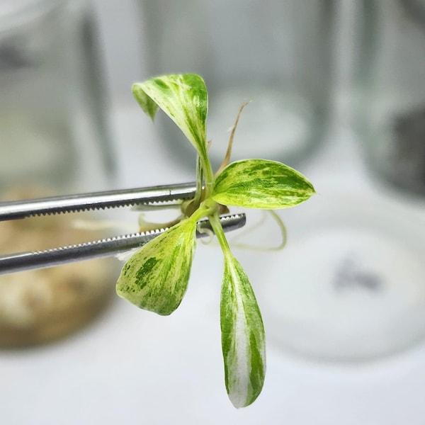 Homalomena rubescens Tissue Culture Plants