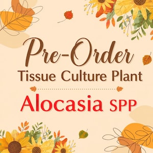 May include: A graphic announcement featuring the text Pre-Order Tissue Culture Plant Alocasia SPP in brown and red lettering. The design is decorated with illustrations of yellow sunflowers, green foliage, and orange autumn leaves on a cream background.