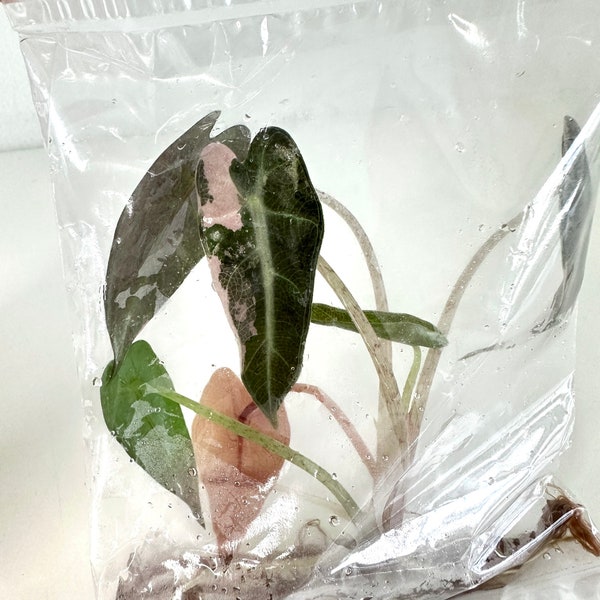 Bambino Alocasia  Tissue Culture Plants