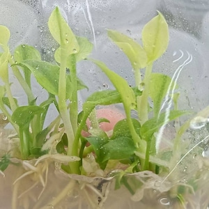 Philodendron Goeldii mint Tissue culture  (RANDOM)