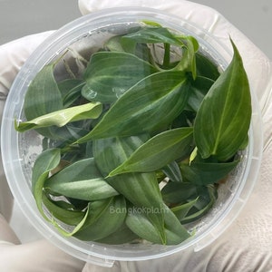 Philodendron Gloriosum - Plant Tissue Culture