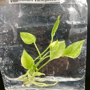 May include: A small Anthurium Vittarifolium Variegated plant cutting with light green and yellow variegated leaves and visible roots, sealed inside a clear plastic bag with a white label reading Anthurium Vittarifolium Variegated.