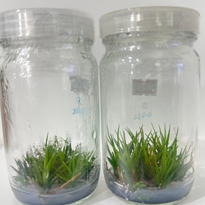 Tillandsia bulbosa-Plants Tissue culture