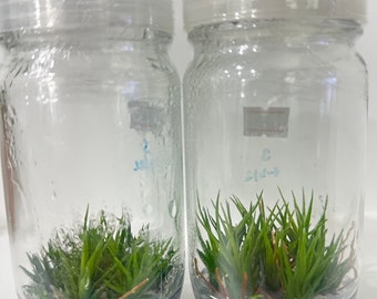 Tillandsia bulbosax20 tissue culture