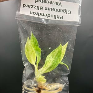 Philodendron Giganteum Blizzard Variegated -Tissue culture