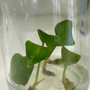 Aglaonema pictum tricolor Tissue Culture Plants (RANDOM)