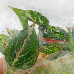 May include: An Aglaonema Teira plant cutting with variegated green leaves featuring pink veins and yellow speckles, sealed inside a clear plastic bag with water and visible roots. The text Aglaonema Teira is written in blue ink on the plastic.