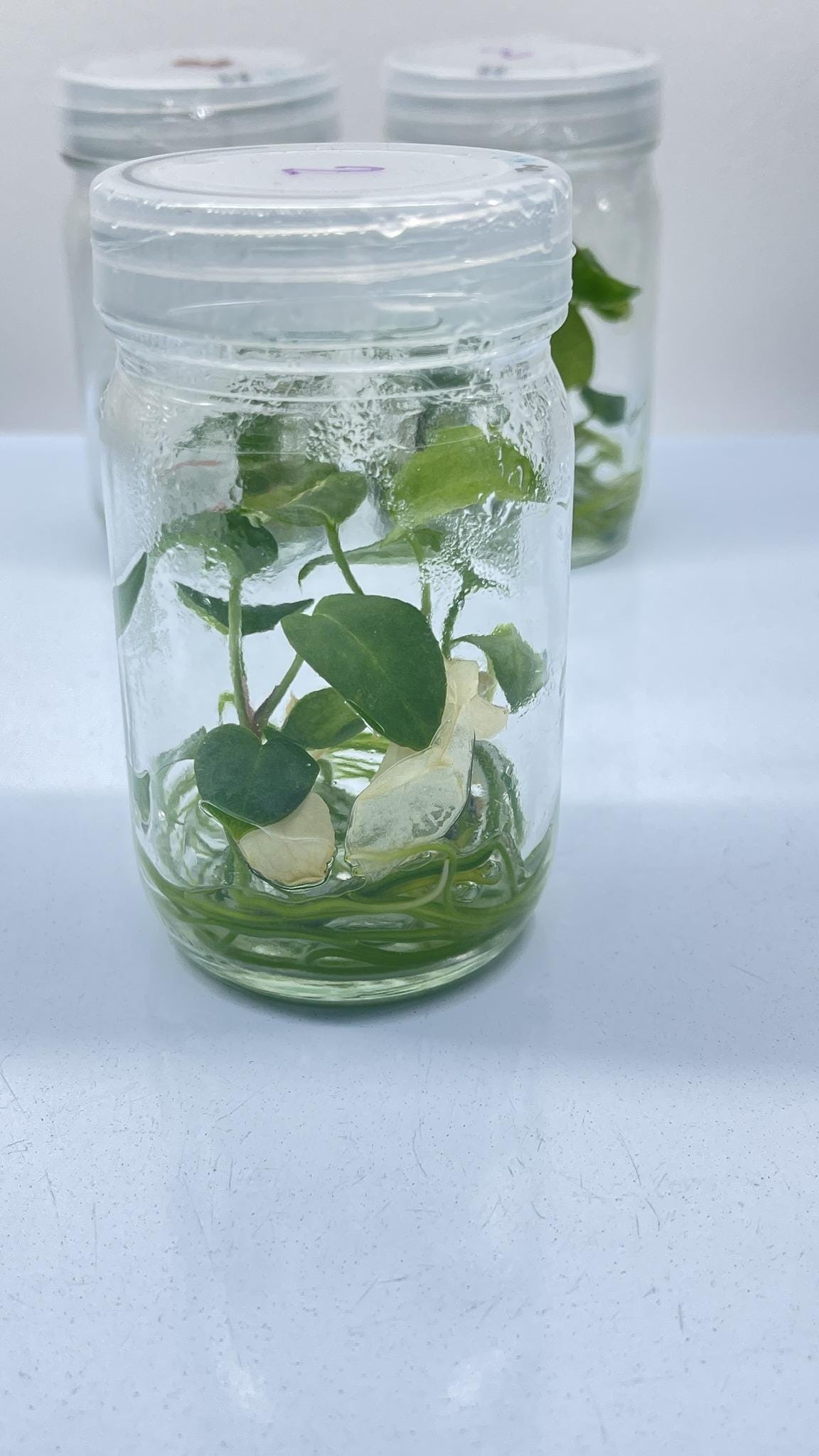 Anthurium Crystallinum X Anthurium AOS Hybrid -tissue Cultured