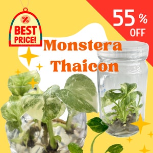 Monstera Thai Constellation Tissue Culture Plants  (RANDOM)