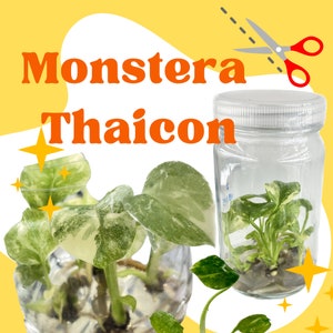 Monstera Thai Constellation Tissue Culture Plants