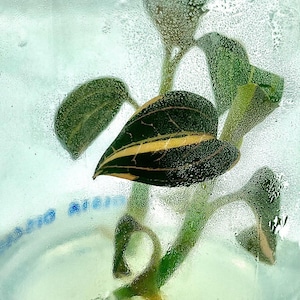 Ludisia discolor variegated- Plant Tissue culture