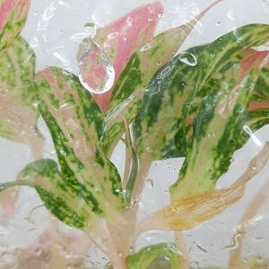 May include: An Aglaonema plant with variegated leaves featuring shades of pink, light green, and dark green, encased in a clear plastic bag with visible water droplets on the surface, showing the plant stems and foliage in a moist environment.