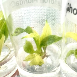 Philodendron Florida Ghost-Plant Tissue culture
