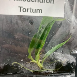 Philodendron Tortum Tissue Culture Plants