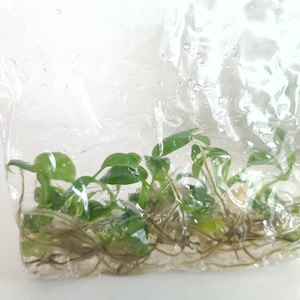 May include: A plastic bag filled with a small group of green plants with roots. The plants are in a clear liquid.